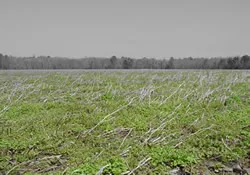 field